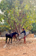 Paseo en caballo - Playa La Saladita